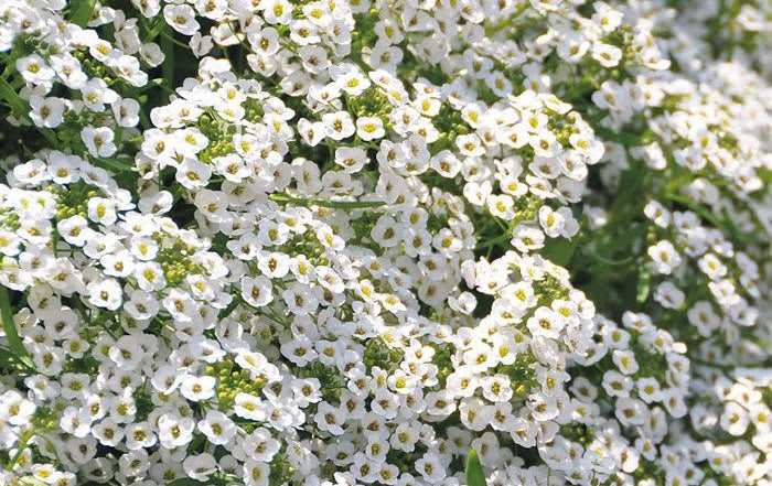 Alyssum - white Full Flat of 12 (4*12=48 total), Sun Preference: Sun